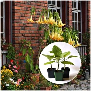 Yellow Datura Angel's Trumpet Plant